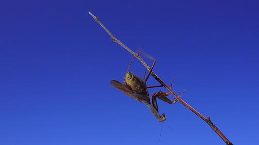 昆虫位于一根树枝上与蓝天对抗野生昆虫视频的预览图