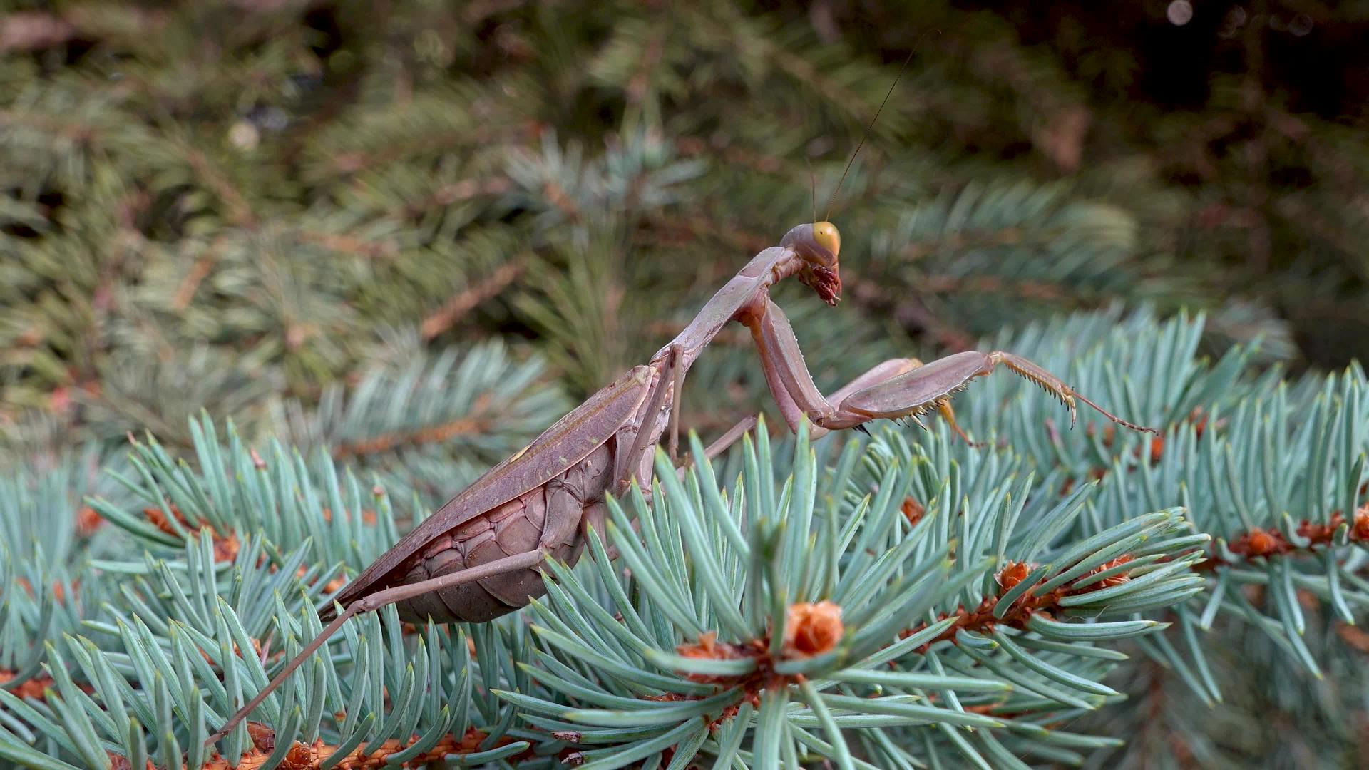 一棵圣诞树的上的棕色掠食性蚂蚁欧洲鹦鹉(mantisreligiosa)视频的预览图