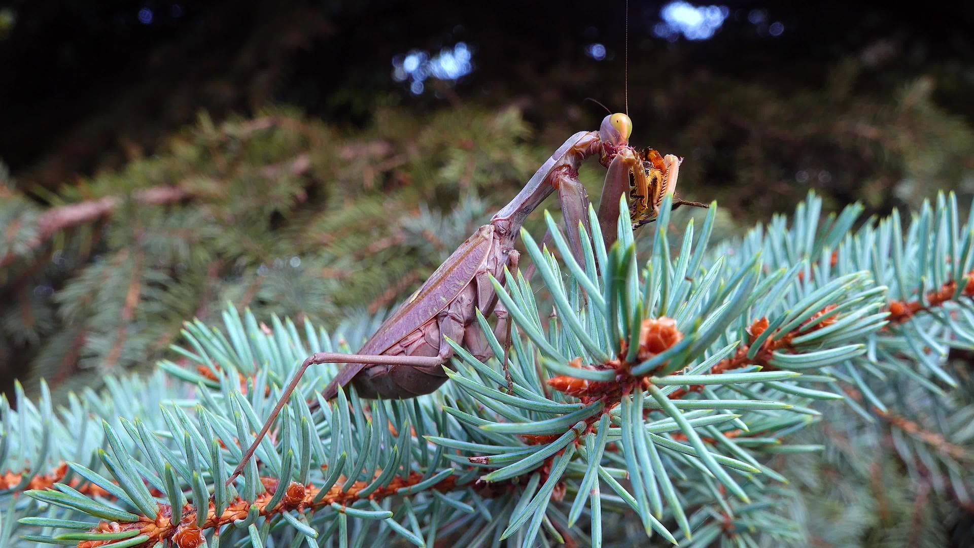 棕色掠食性蚂蚁坐在圣诞树的树枝上视频的预览图