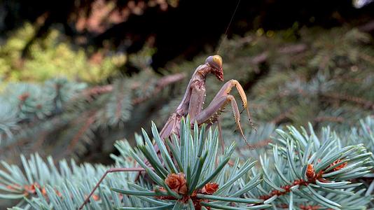 一棵圣诞树的上的棕色掠食性蚂蚁欧洲鹦鹉(mantisreligiosa)视频的预览图
