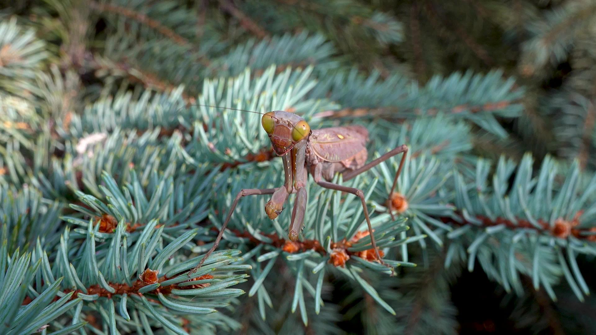 棕色掠食性蚂蚁坐在圣诞树的树枝上视频的预览图