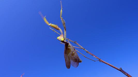 昆虫坐落在一根树枝上与蓝天对峙(笑声)视频的预览图