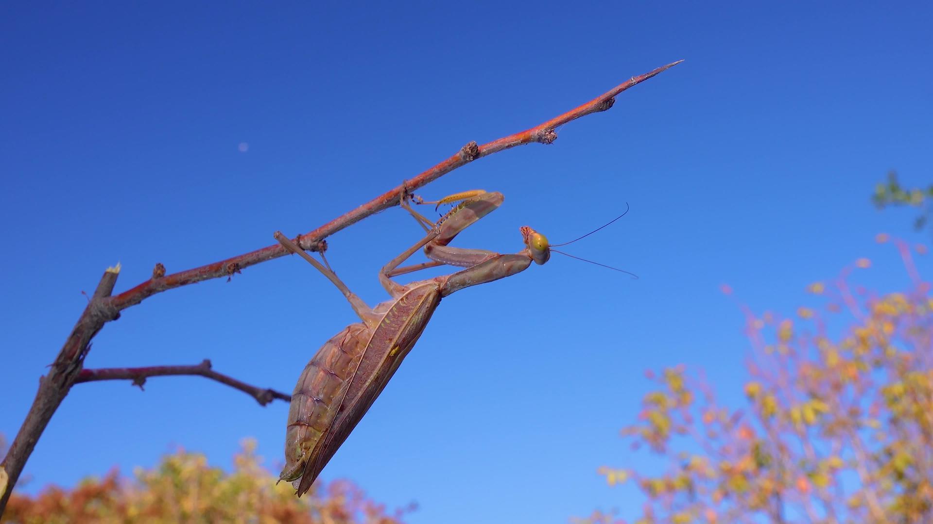昆虫位于一根树枝上与蓝天对峙视频的预览图