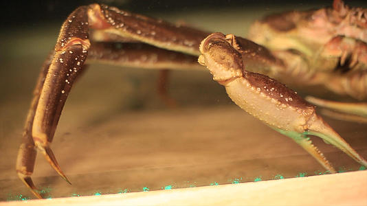鲜活海螃蟹4K实拍视频的预览图