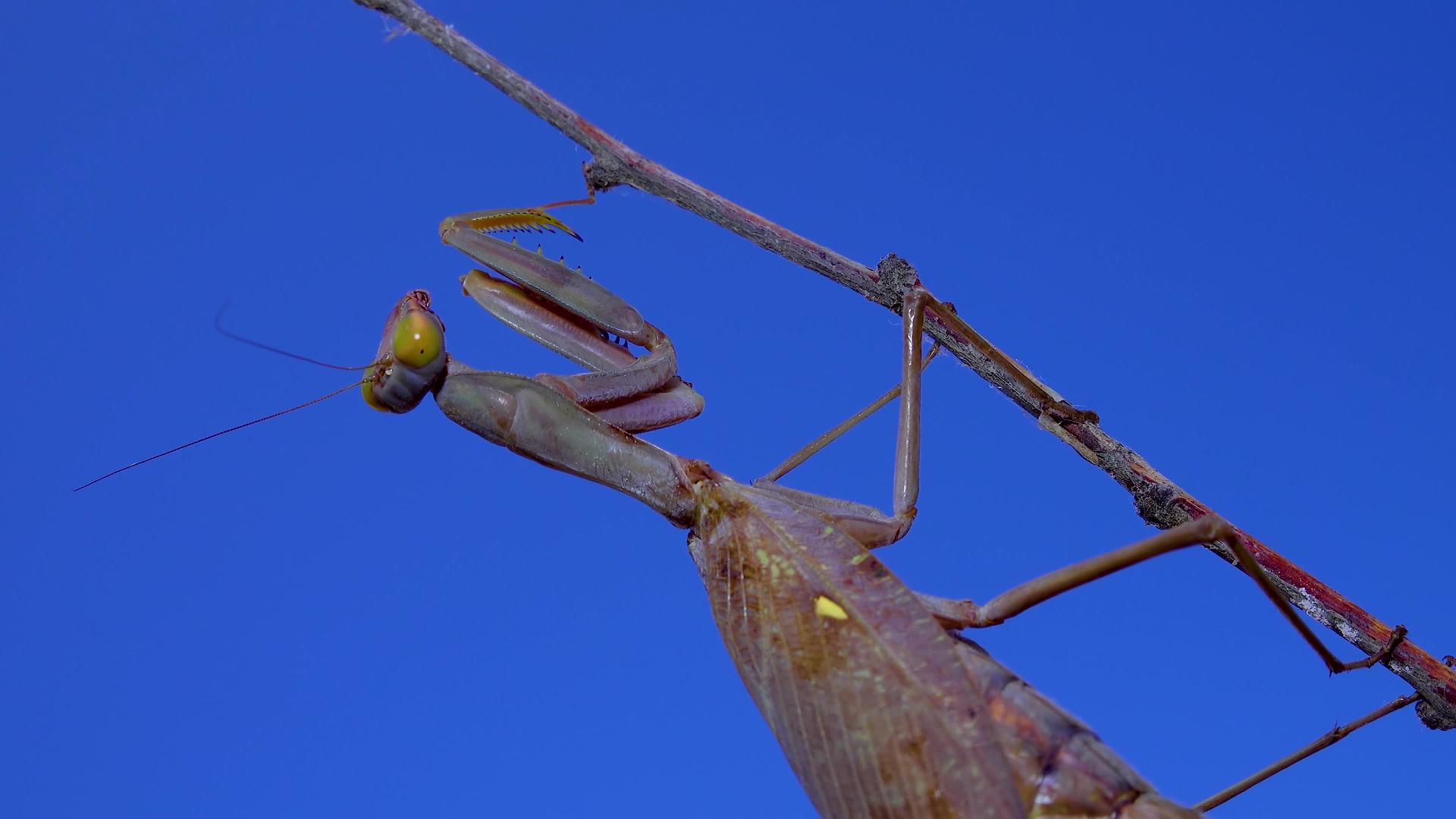 昆虫位于一根树枝上视频的预览图