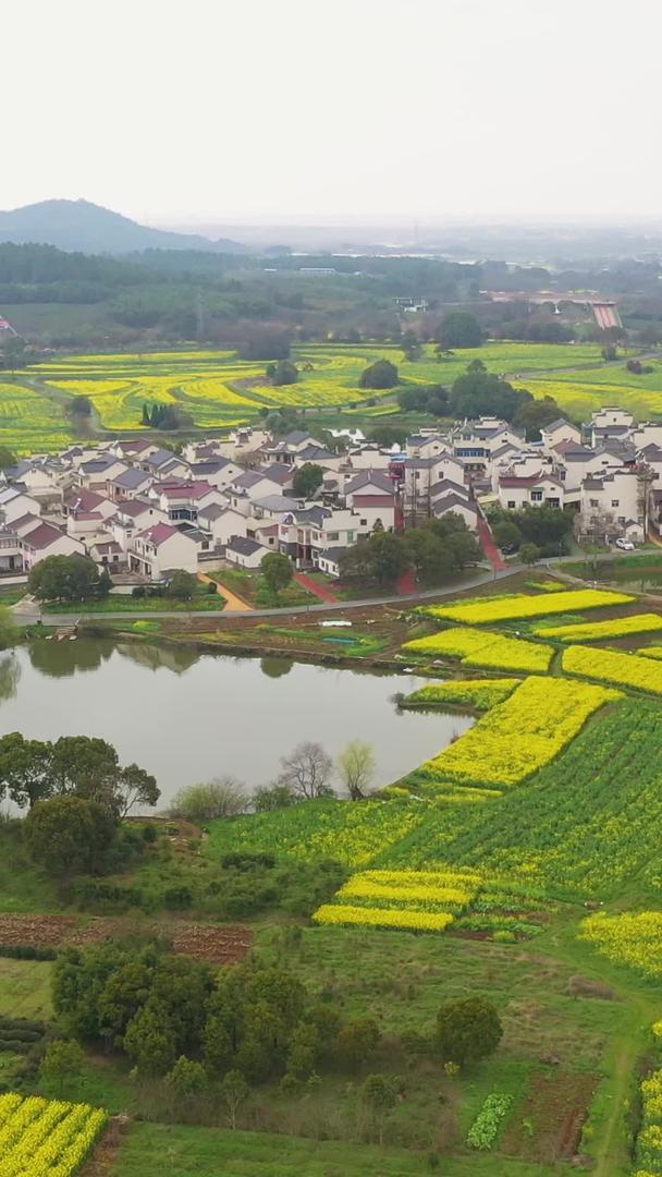 南京高淳慢城油菜花海大景南京视频的预览图