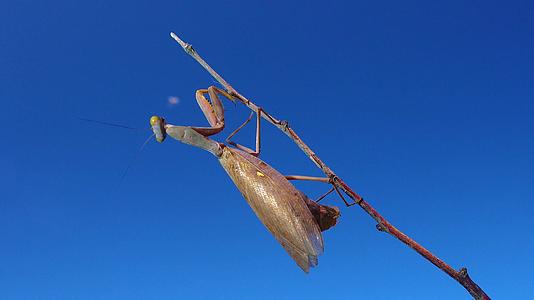 昆虫位于一根树枝上与蓝天对峙视频的预览图