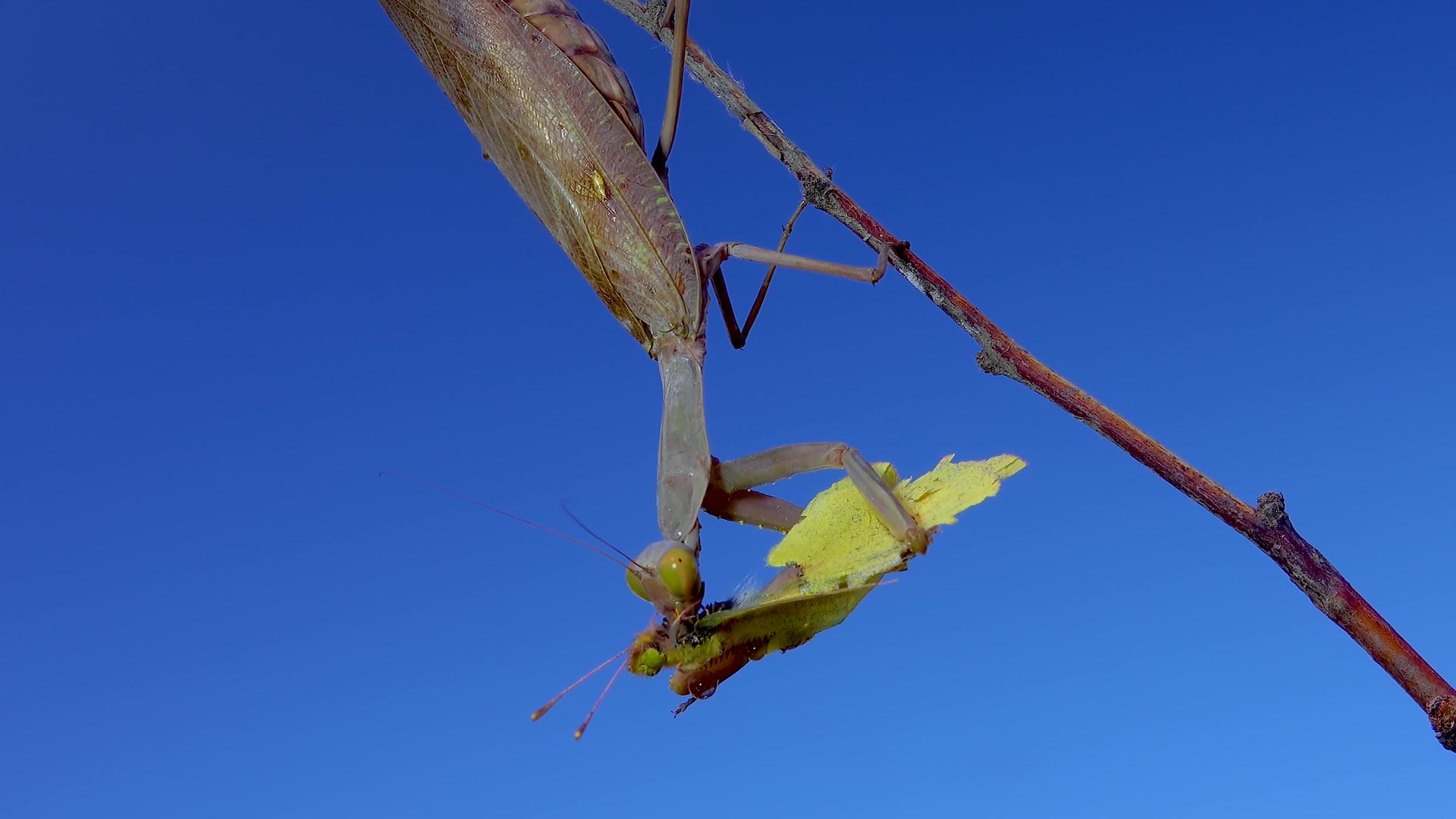 食食性蚂蚁正在吃蝴蝶视频的预览图