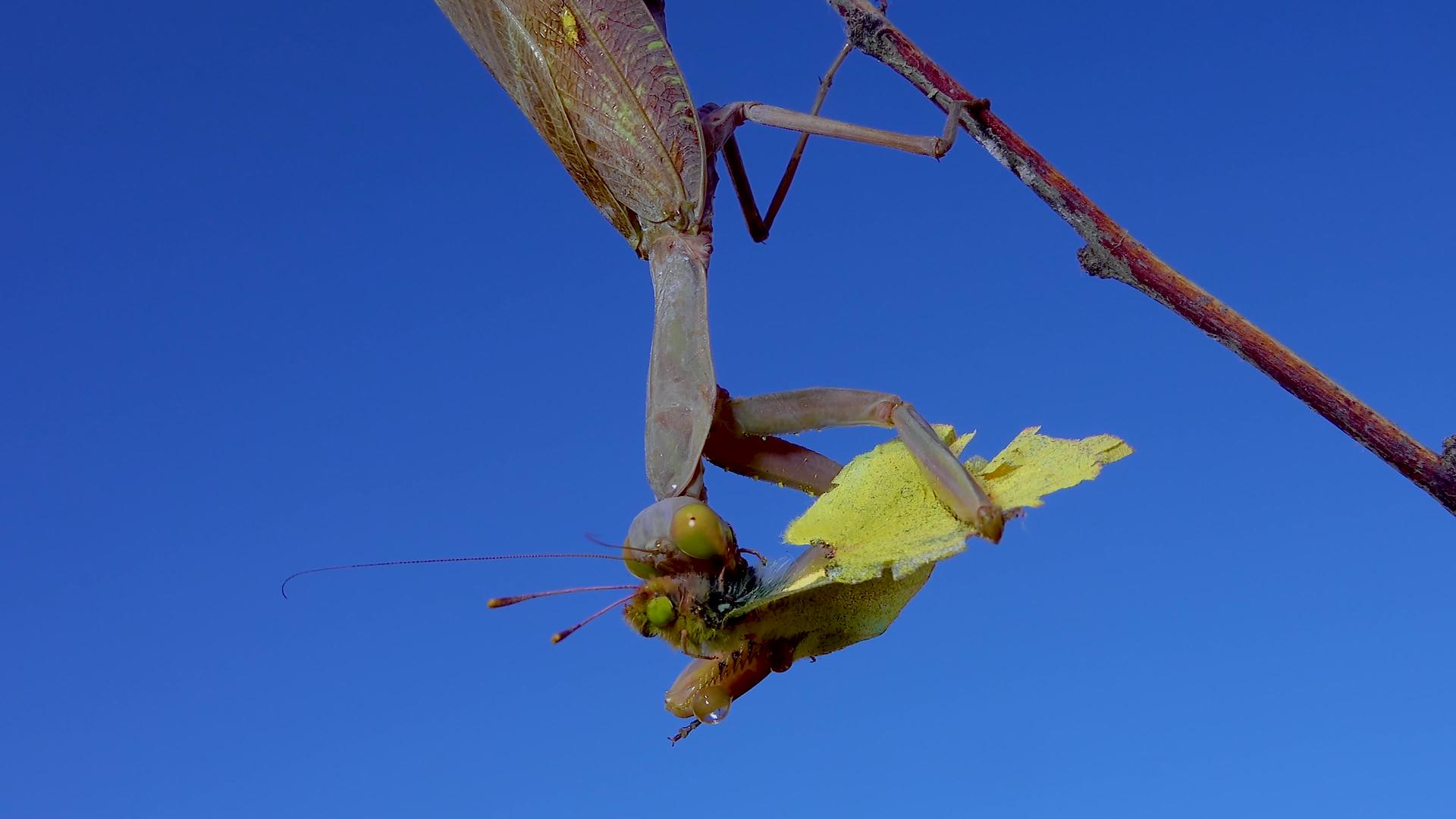 食食性蚂蚁正在吃蝴蝶视频的预览图