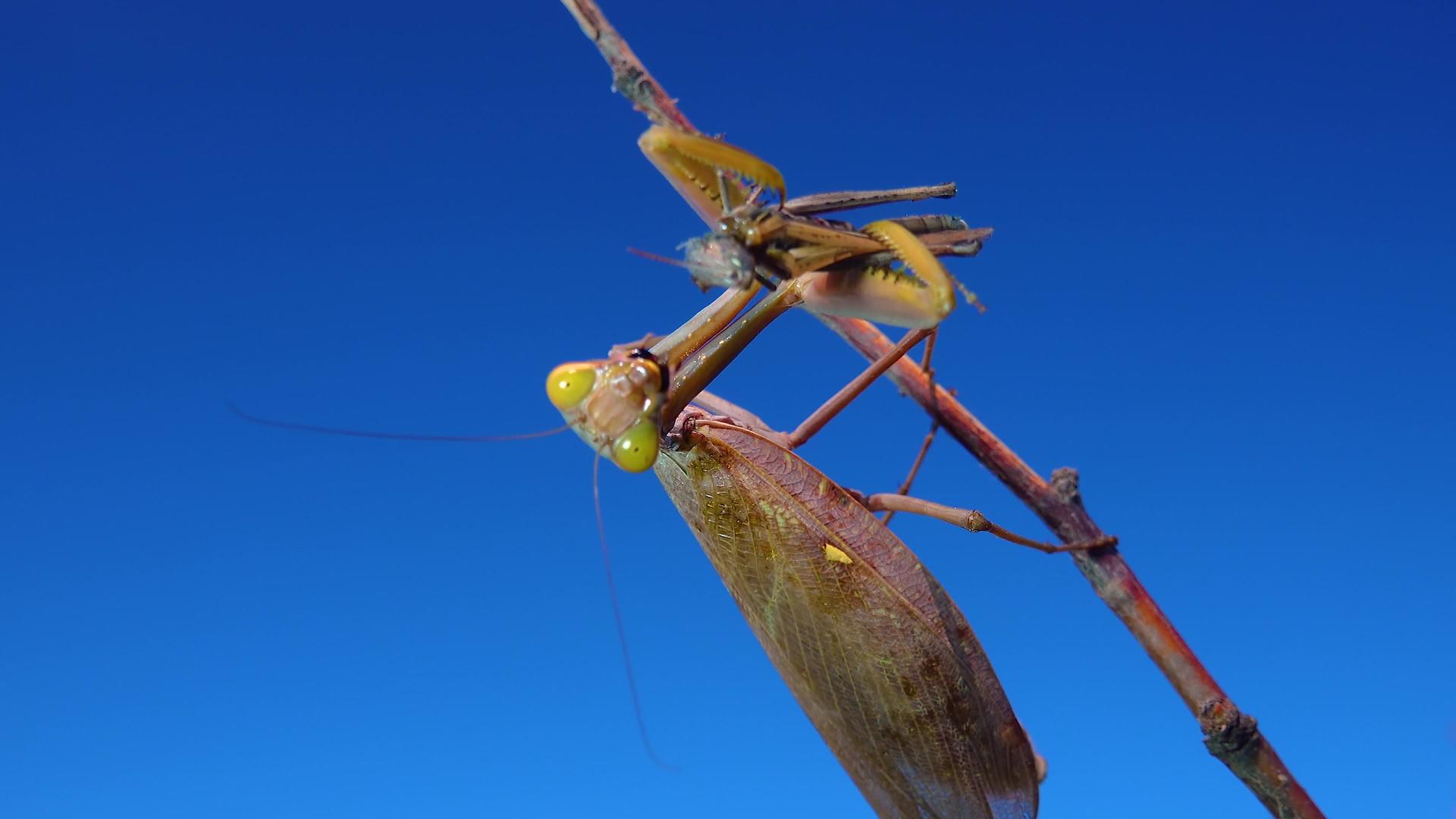 一只食肉昆虫坐在树枝上吃掉了蓝天视频的预览图