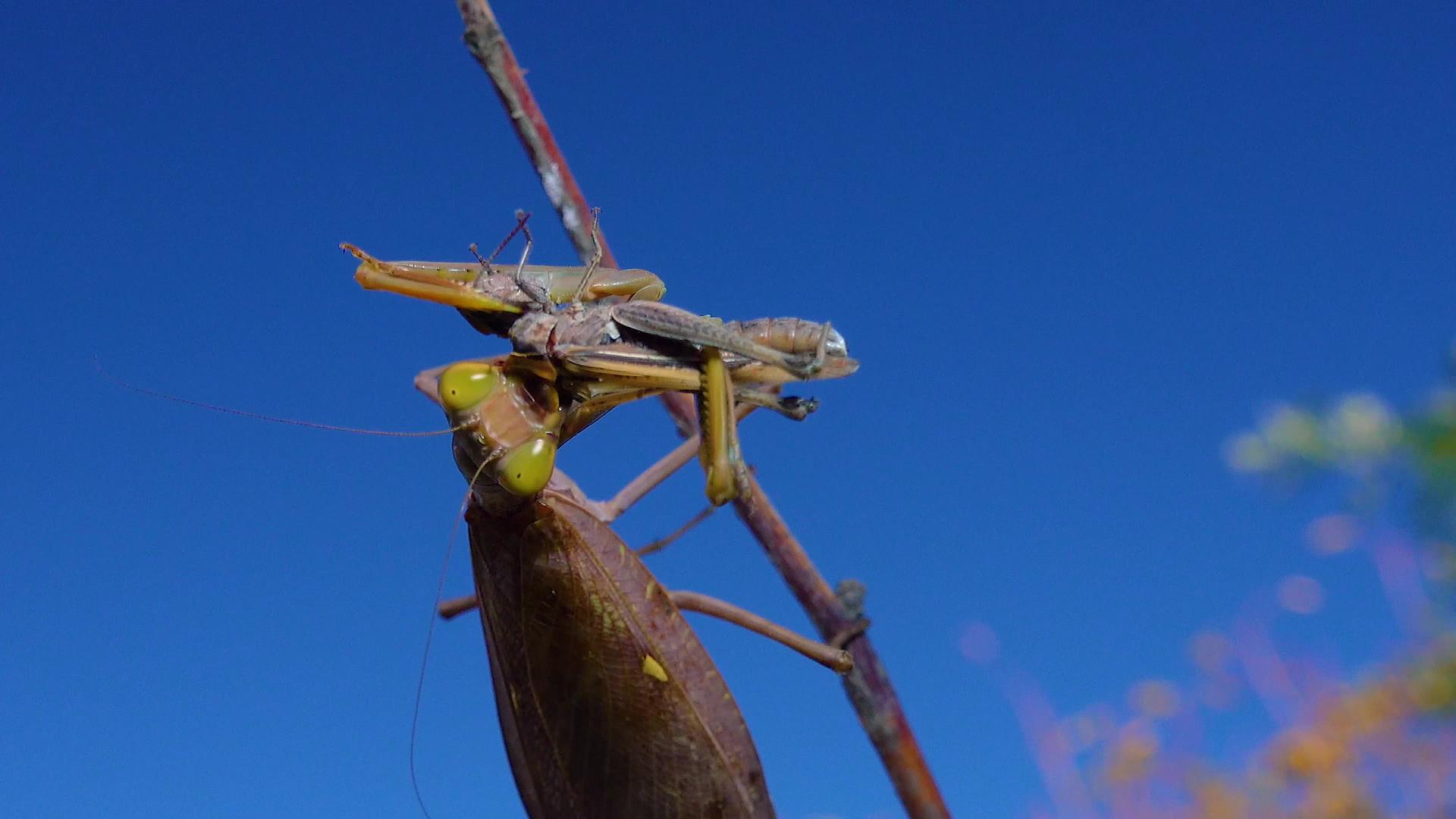 一只食食昆虫坐在树枝上视频的预览图