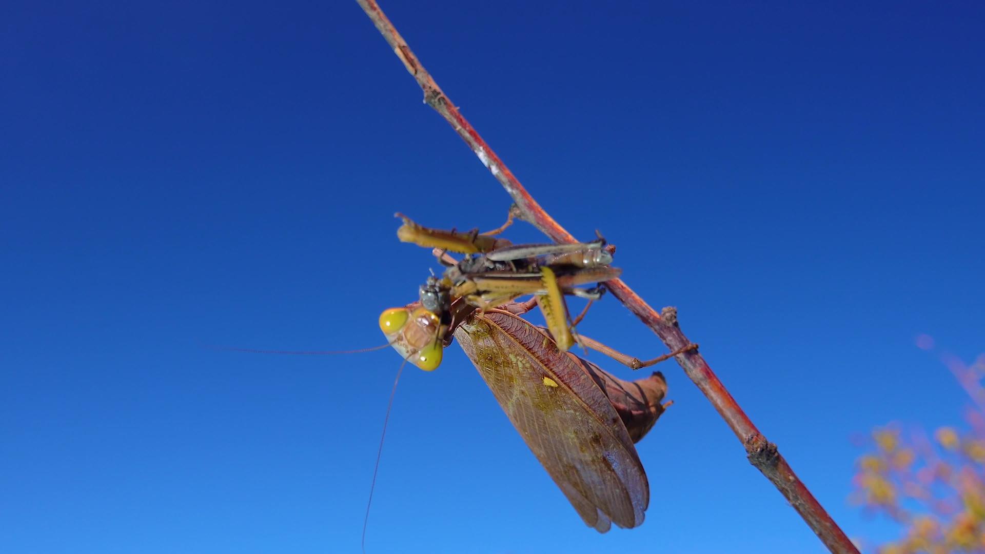 一只食食昆虫坐在树枝上视频的预览图