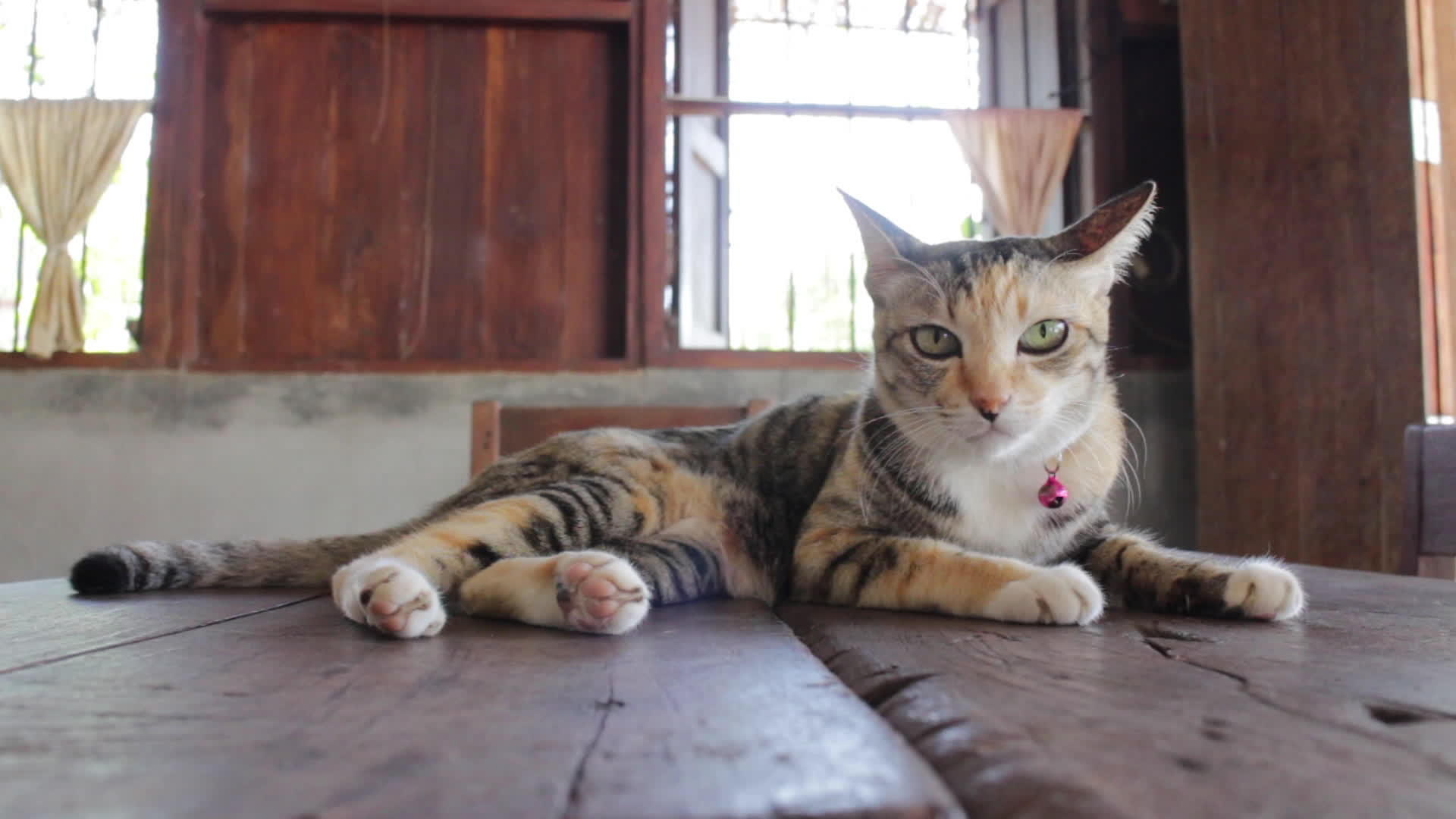 可爱可爱的猫在家冷却视频的预览图