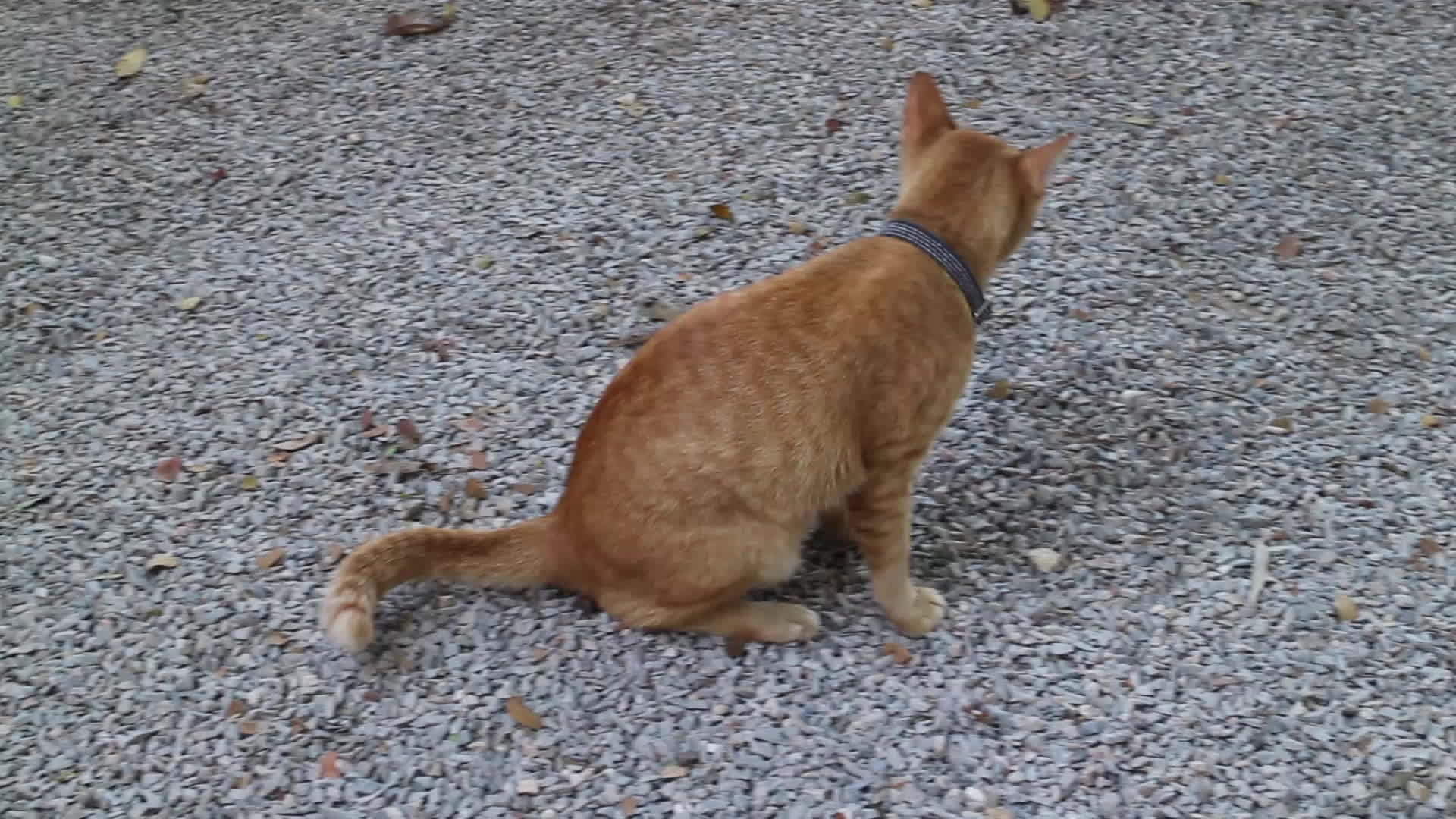 猫走在地上视频的预览图