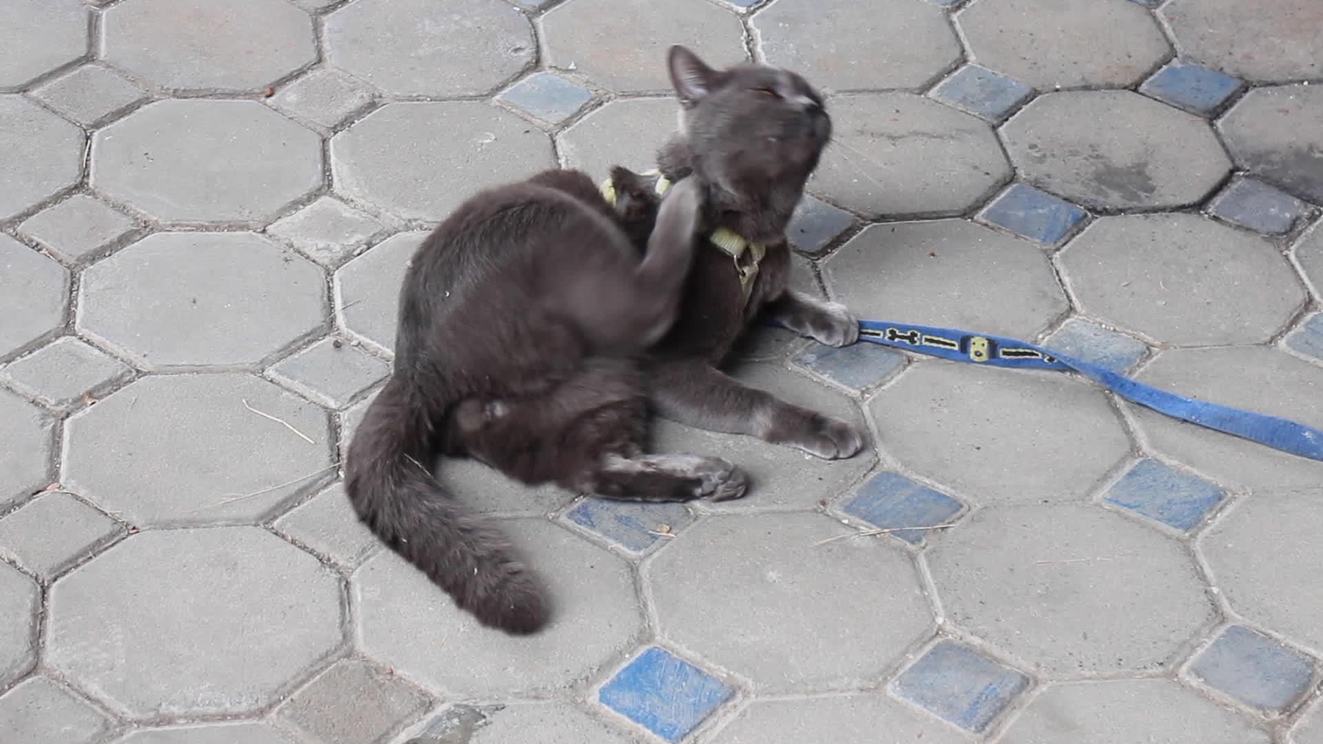 地板上的猫视频的预览图