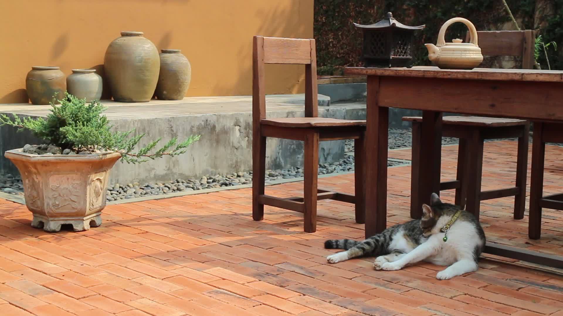 愚蠢可爱的宠物猫自己打扮视频的预览图