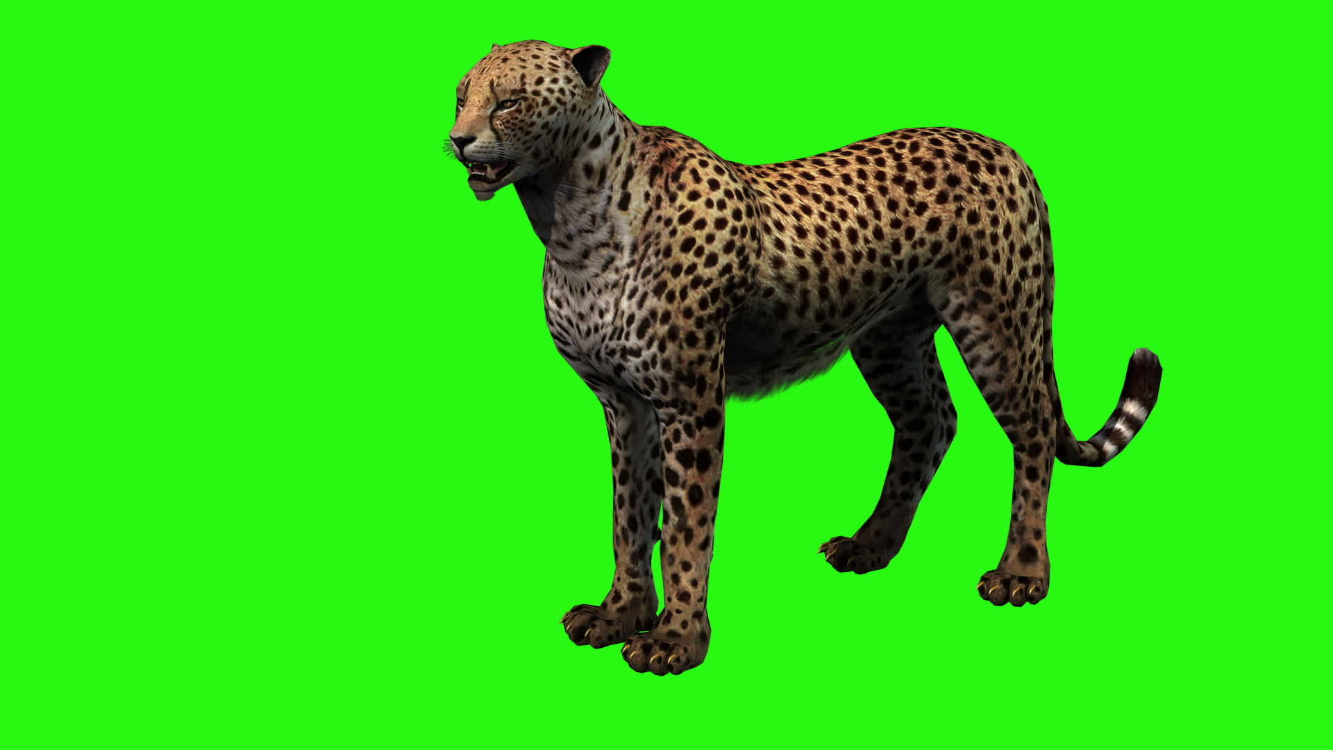 猎豹开始在绿色屏幕上运行视频的预览图