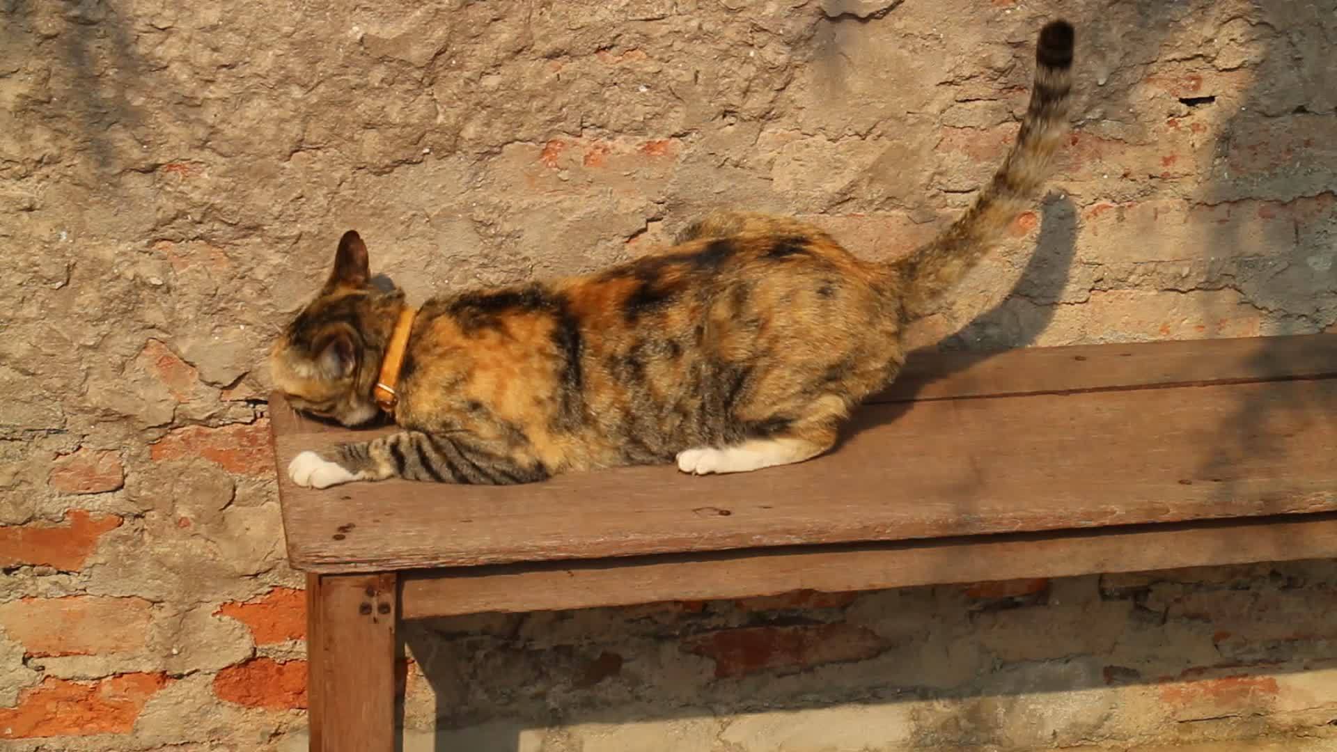 三色本地猫在长凳上伸展视频的预览图