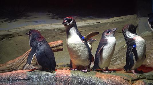 小企鹅探险水族馆视频的预览图