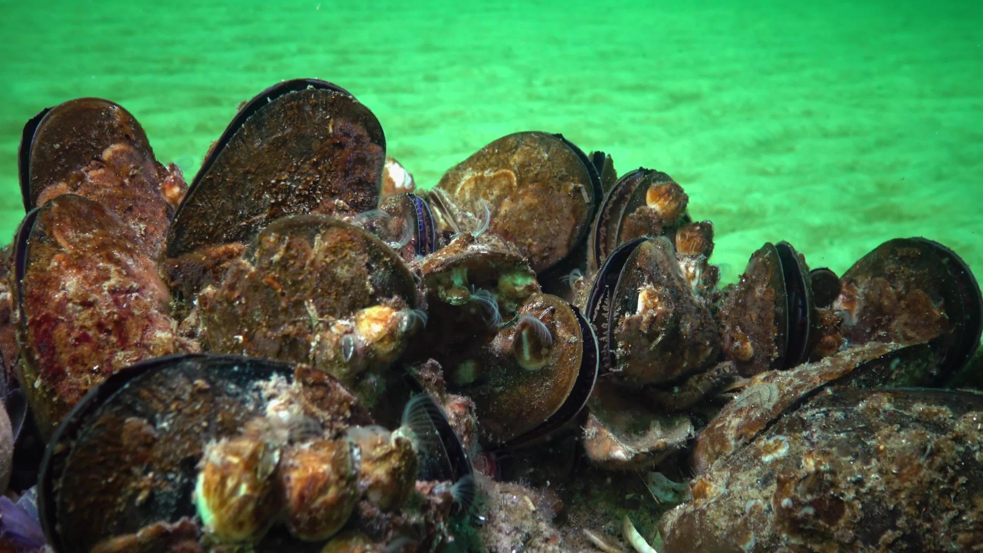 小型甲壳类动物巴勒努斯在浮游生物中食用甲状腺视频的预览图
