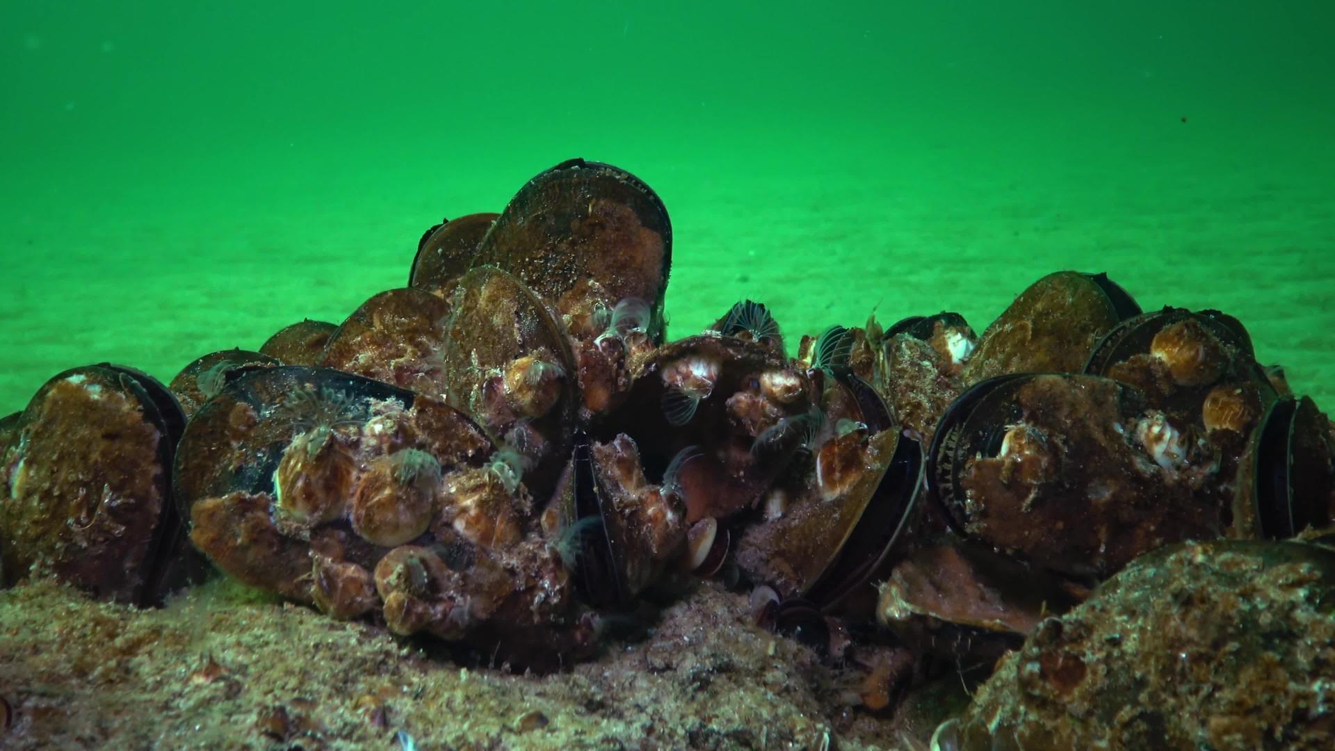 小甲壳动物视频的预览图