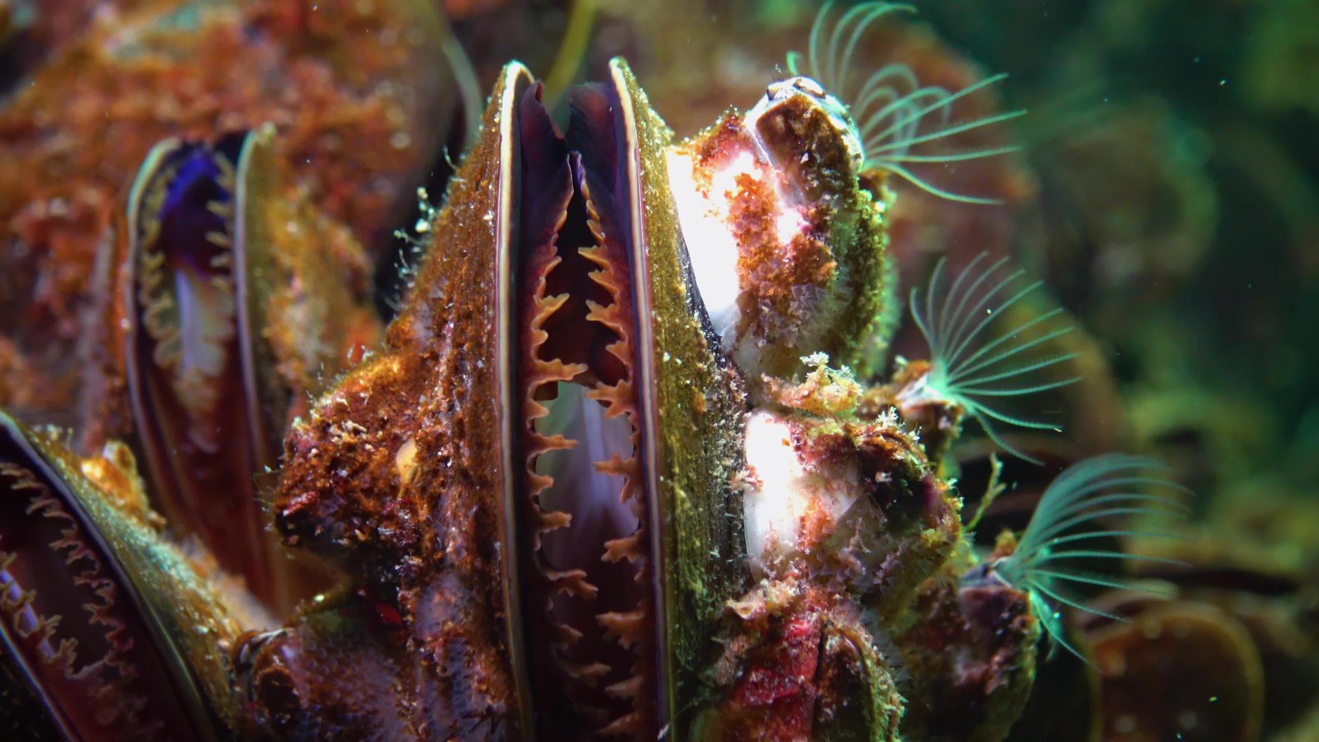 小型甲壳动物食用浮游生物视频的预览图