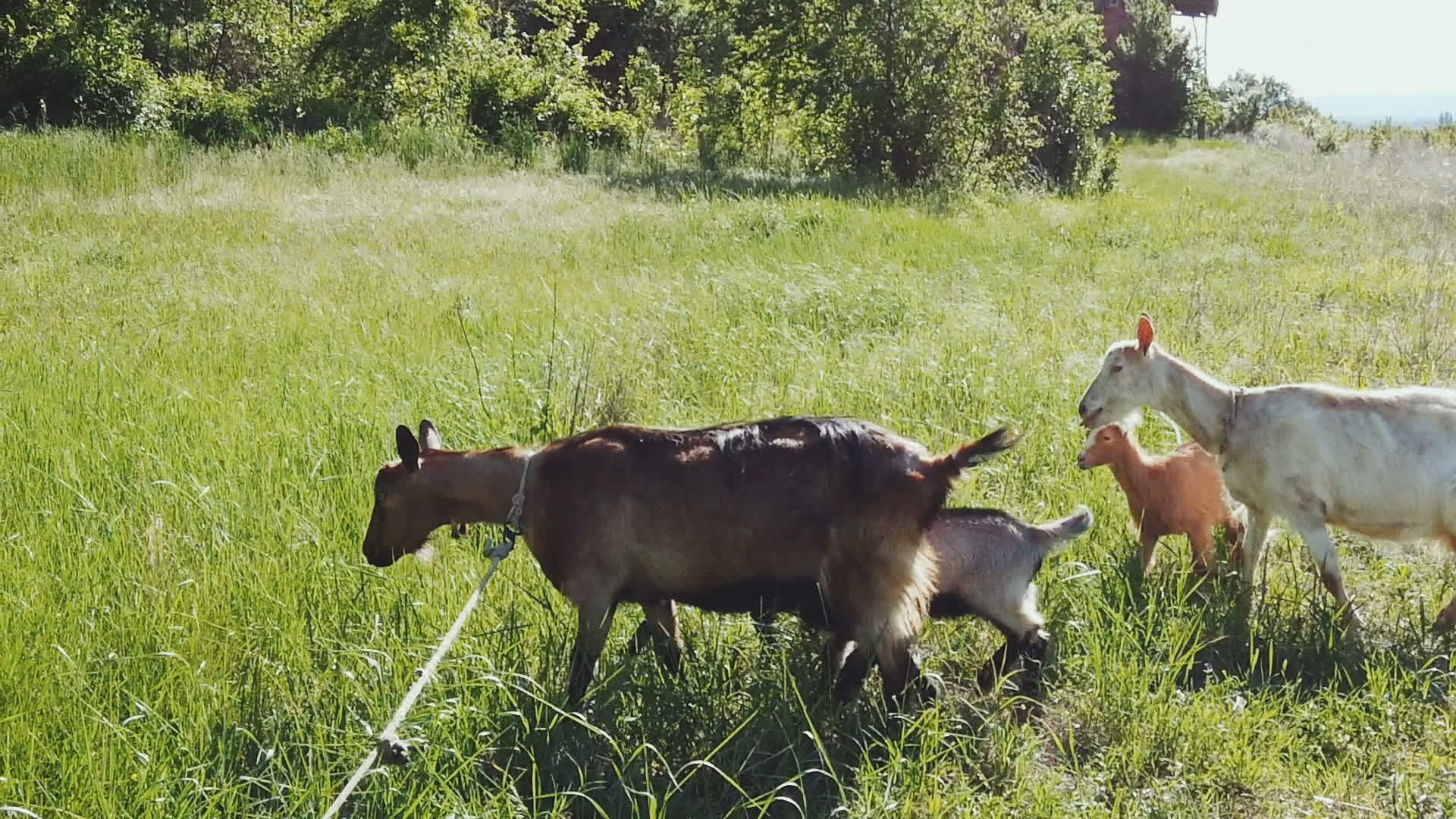 在阳光明媚的夏天草原上的青山羊视频的预览图