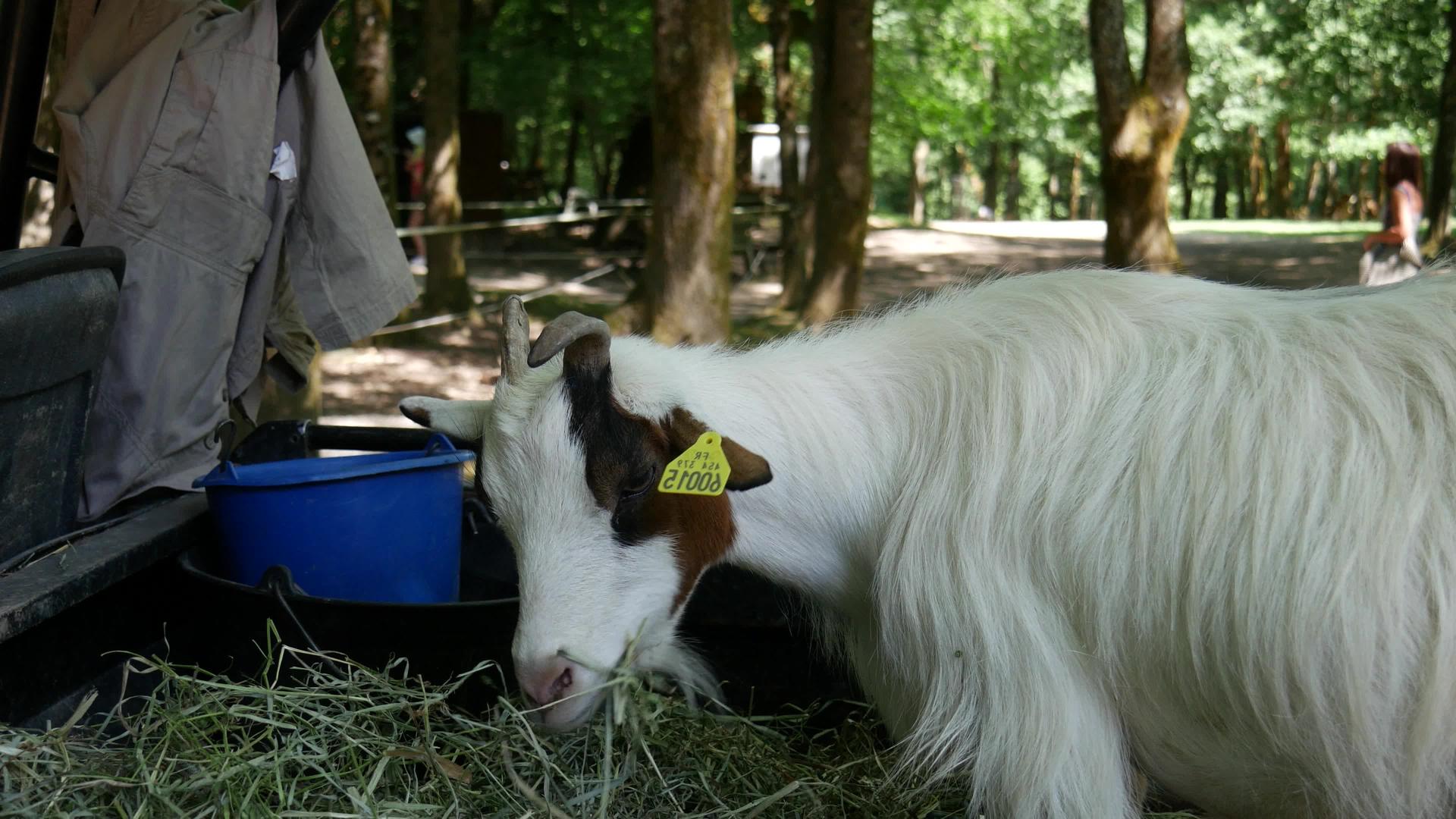可爱的小山羊吃稻草视频的预览图