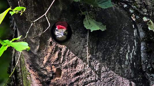 在树洞中发现的大斑点啄木鸟视频的预览图