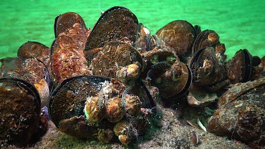 小型甲壳类动物巴勒努斯在浮游生物中食用甲状腺和甲状腺(Mytilusgalloprovencialis)和黑海视频的预览图
