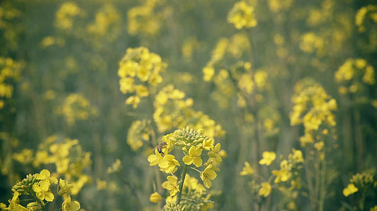 4K春天自然风景油菜花上的蜜蜂采蜜飞舞视频的预览图