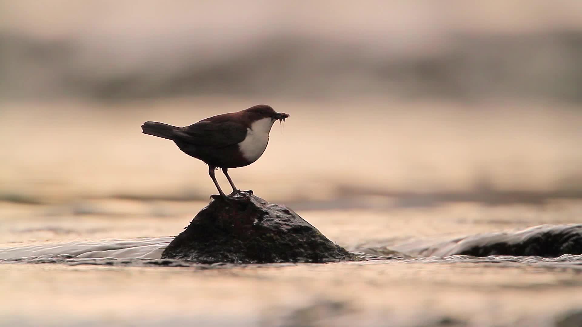 野鸟落在水中的石头上视频的预览图