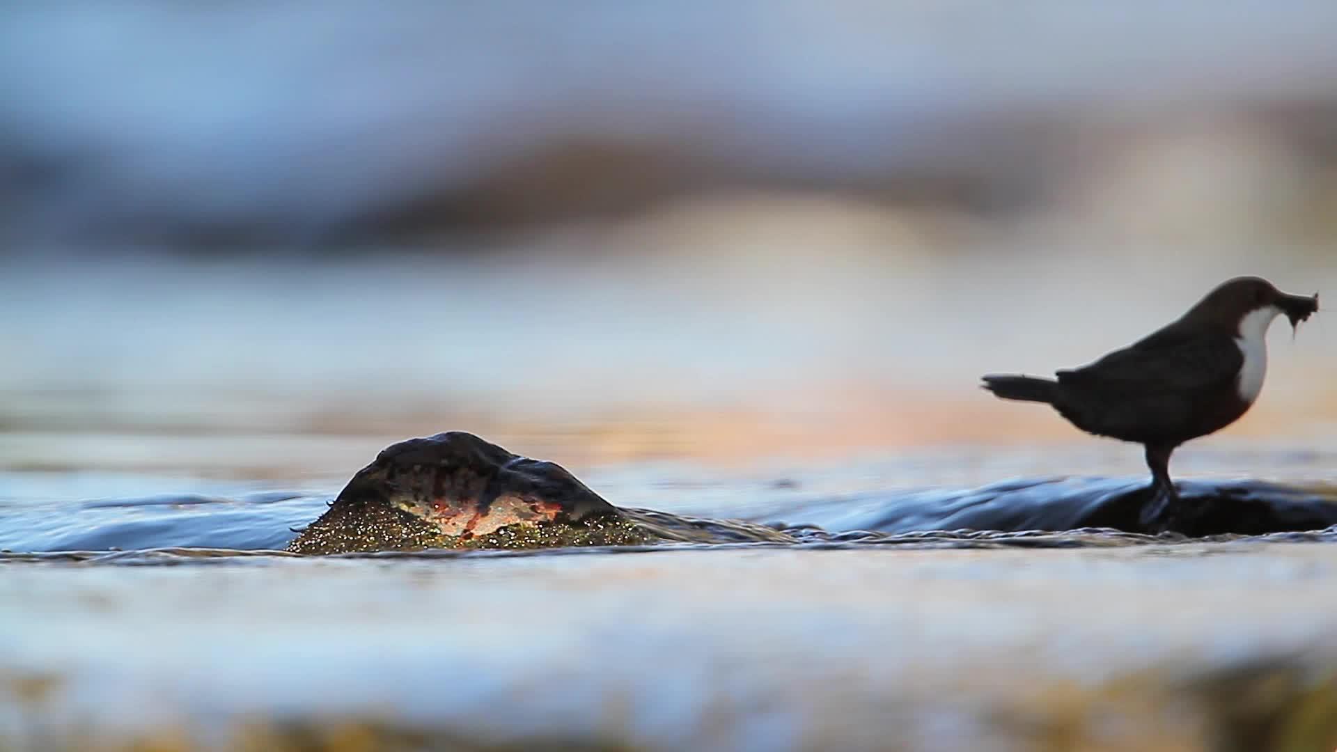 水里的鸟视频的预览图