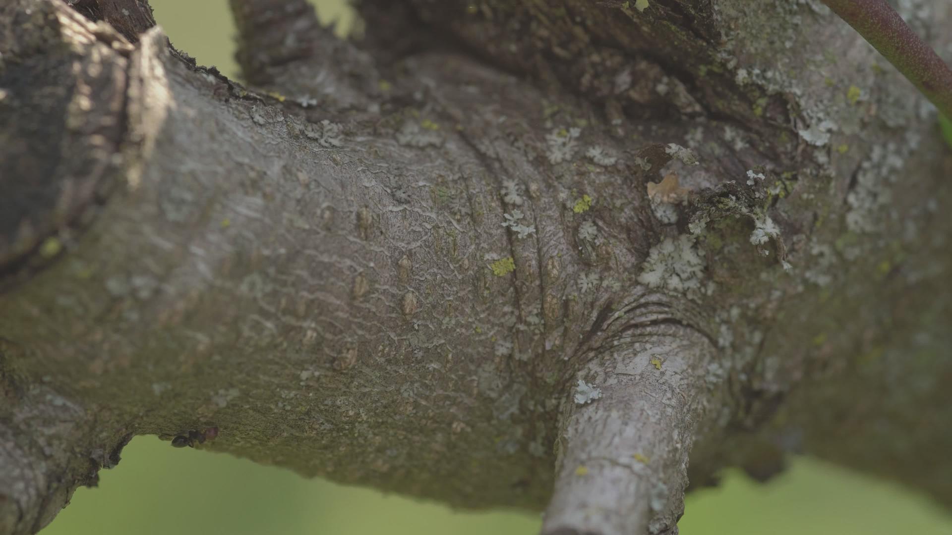 走在树皮上的蚂蚁视频的预览图