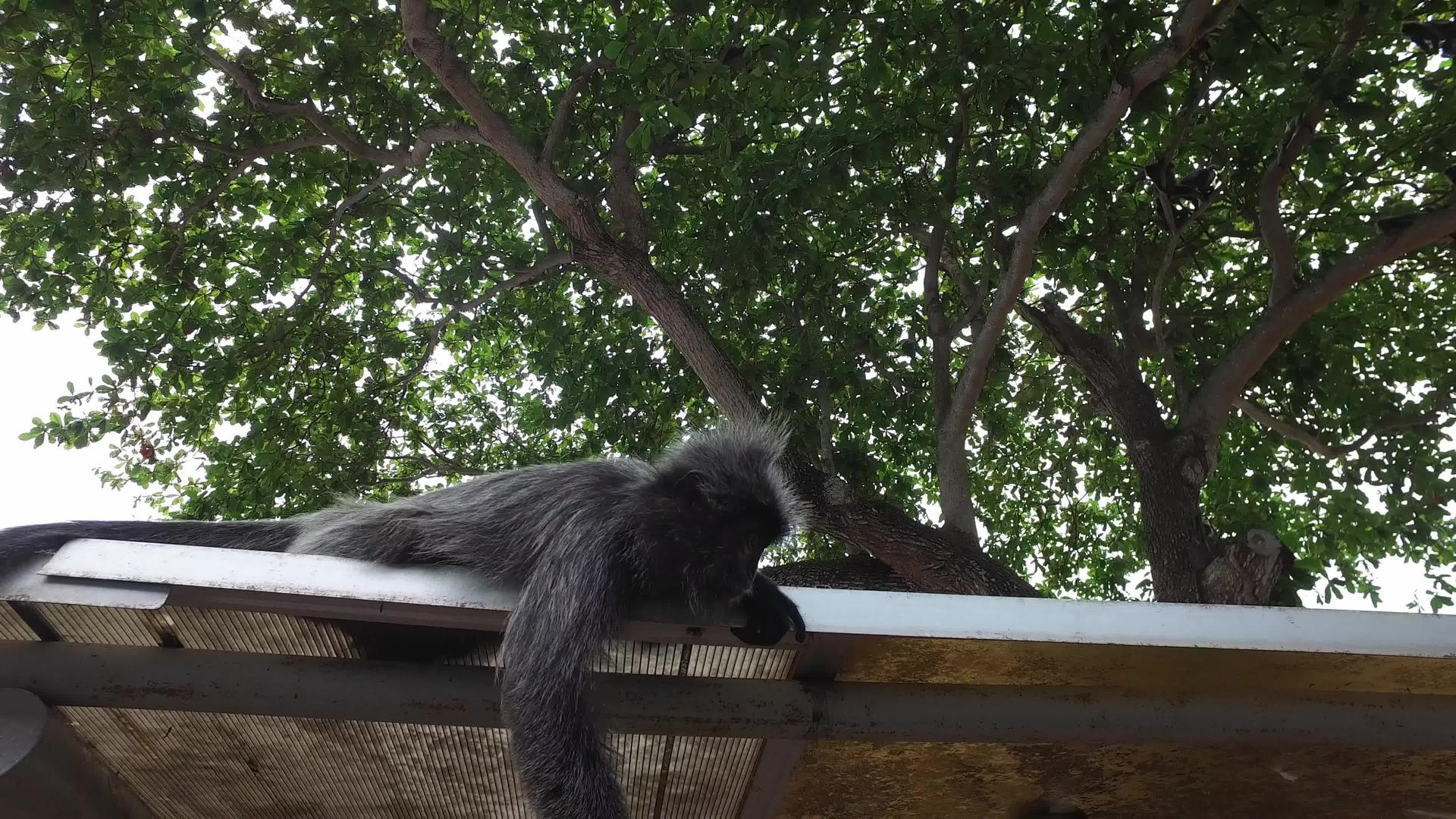 猴子在屋顶上玩耍视频的预览图