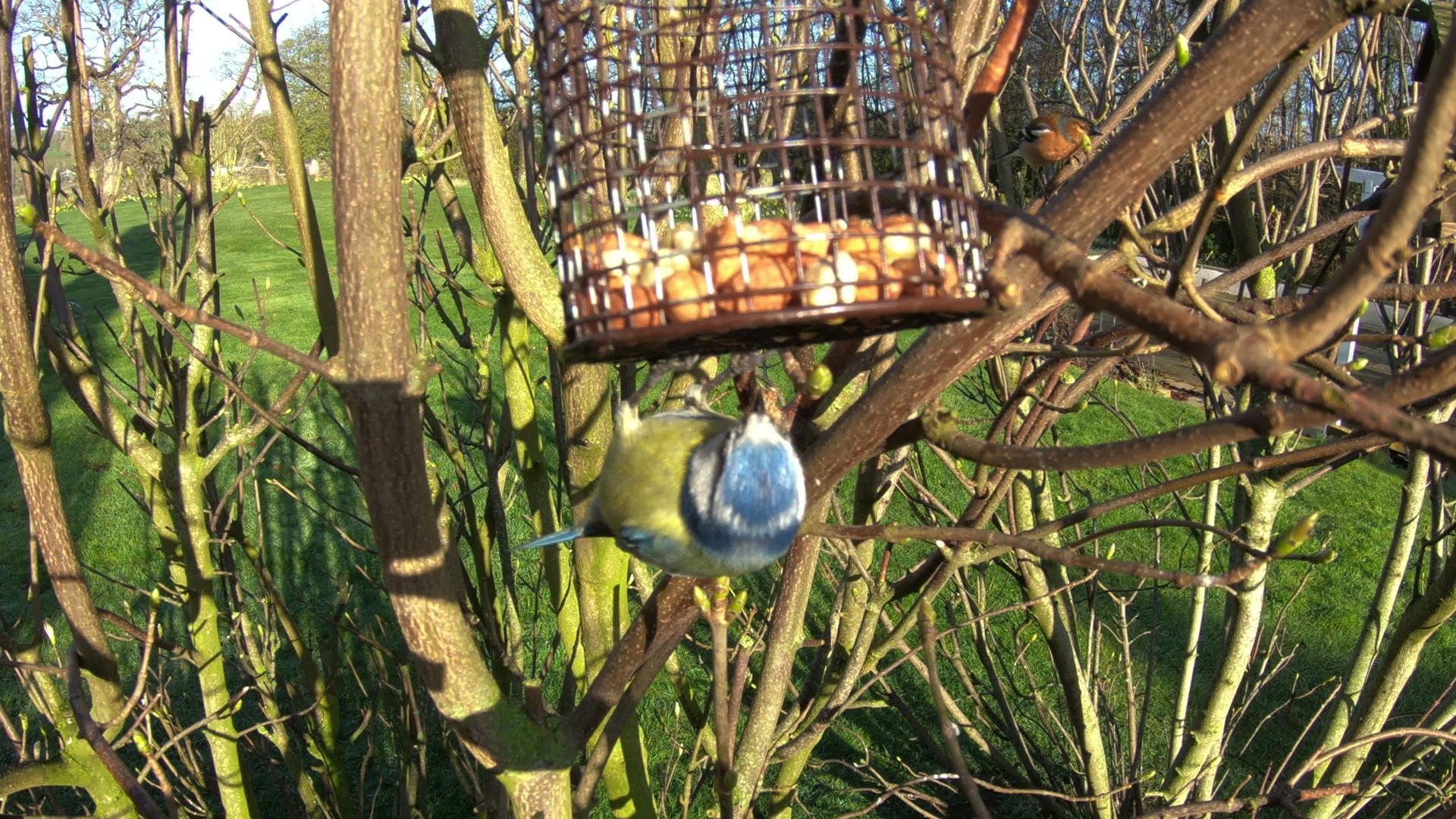 在家庭花园喂养蓝奶鸟视频的预览图