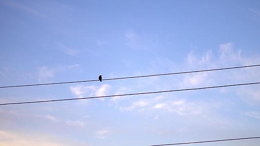 电线杆上的鸟儿视频的预览图