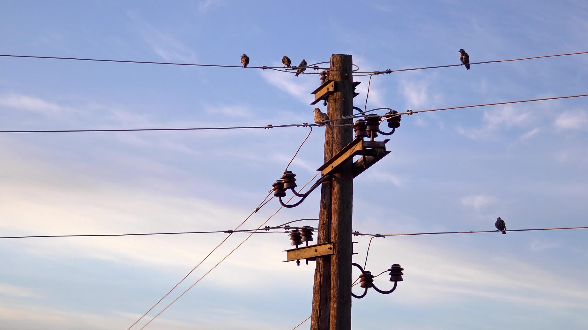 电线杆上的鸟视频的预览图