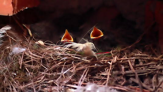 春天出生的幼鸟视频的预览图