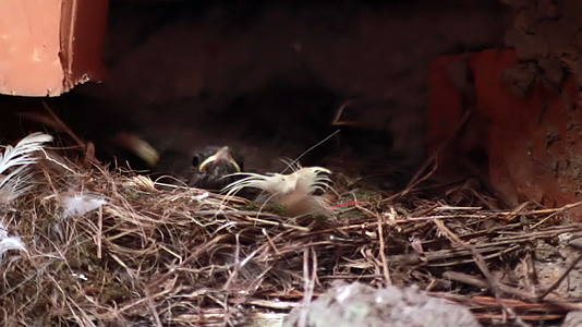蜂巢中的幼鸟春季出生新的生禽视频的预览图