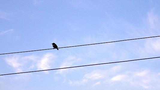 日出时鸟儿在电线上捕捉苍蝇视频的预览图