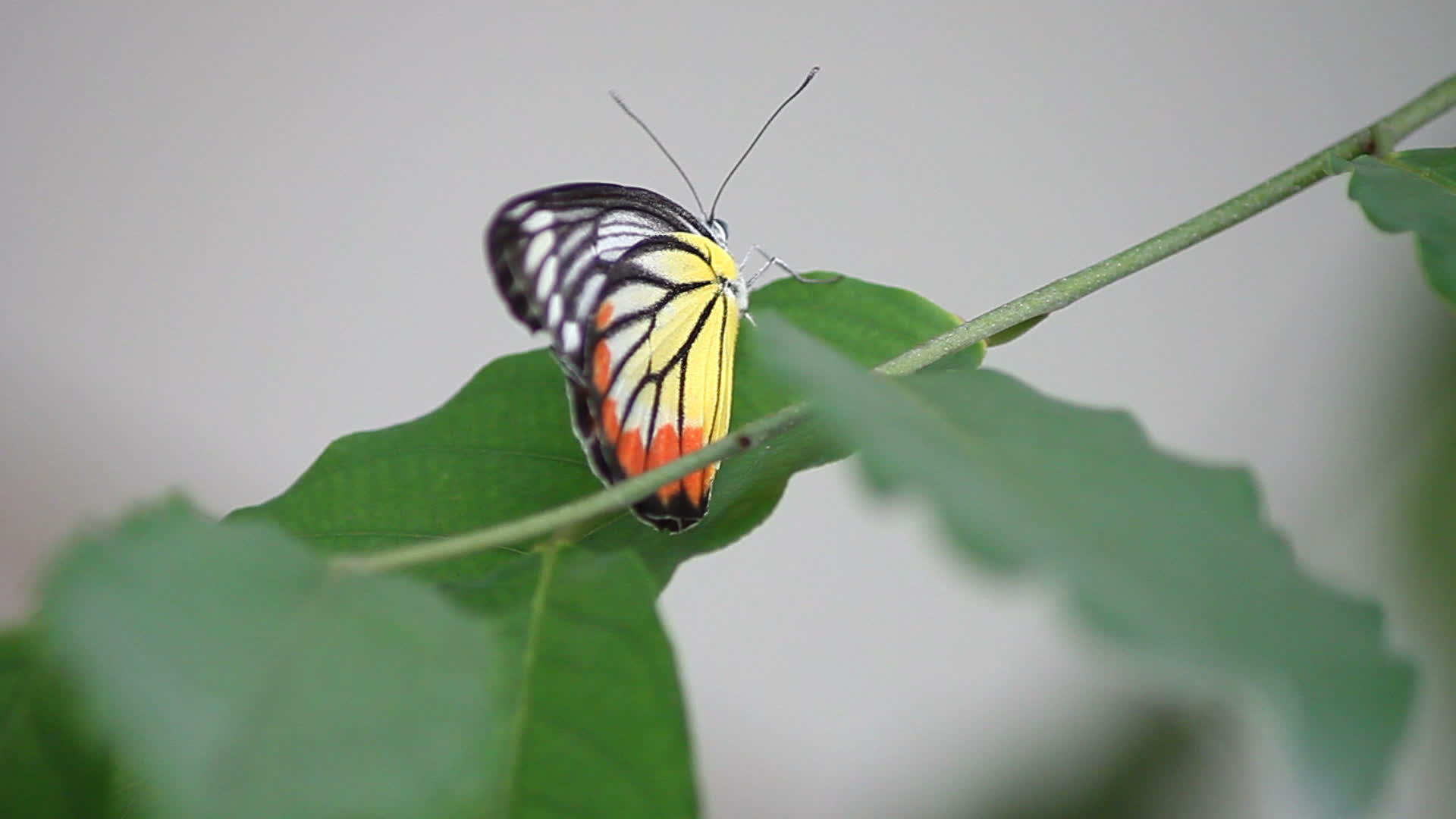 树上的蝴蝶视频的预览图
