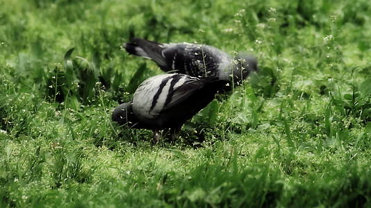 草地上的鸽子视频的预览图