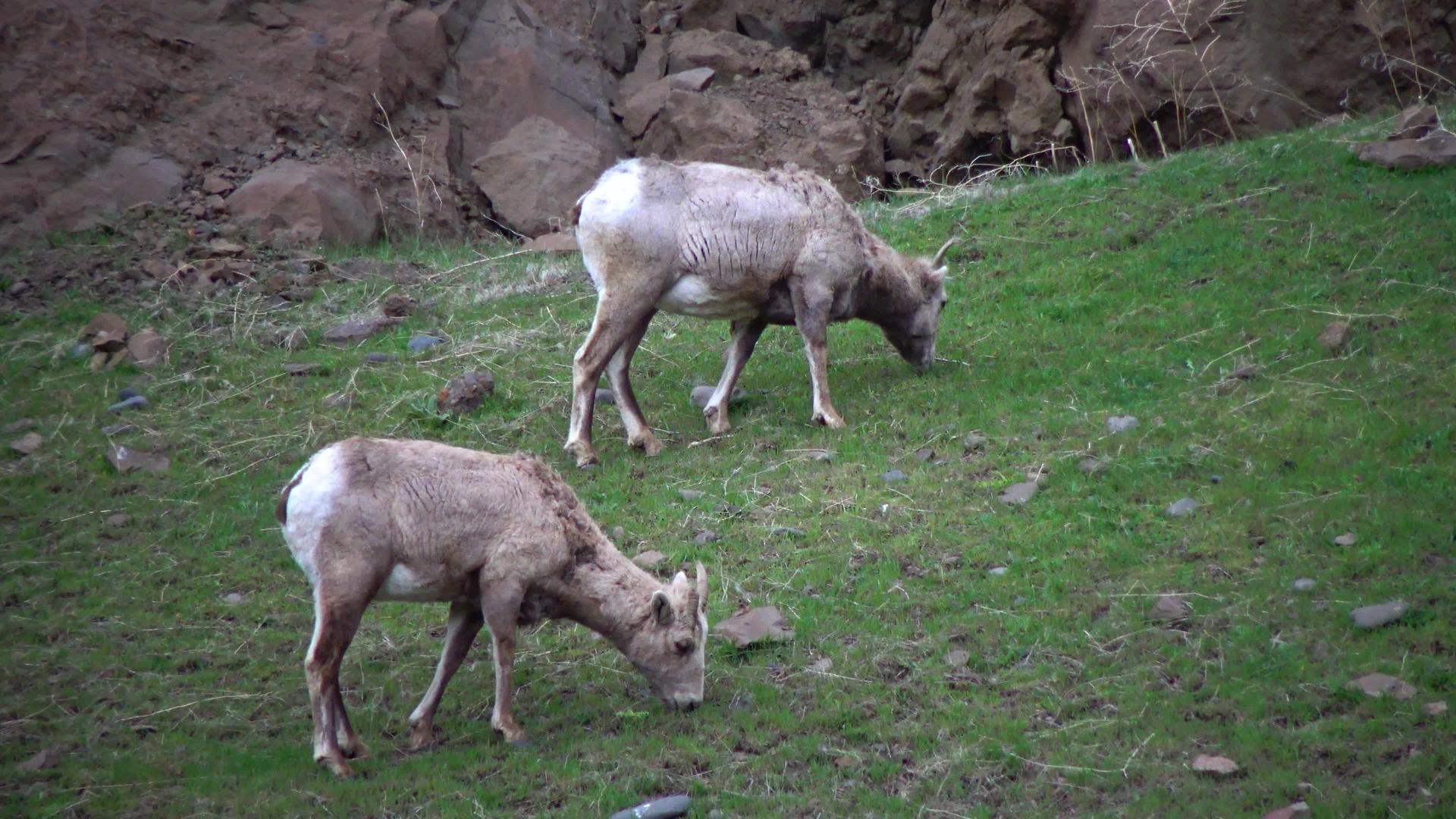 动物吃草大角羊(Oviscanadensis)它是北达科他州最稀有的大型野生动物视频的预览图