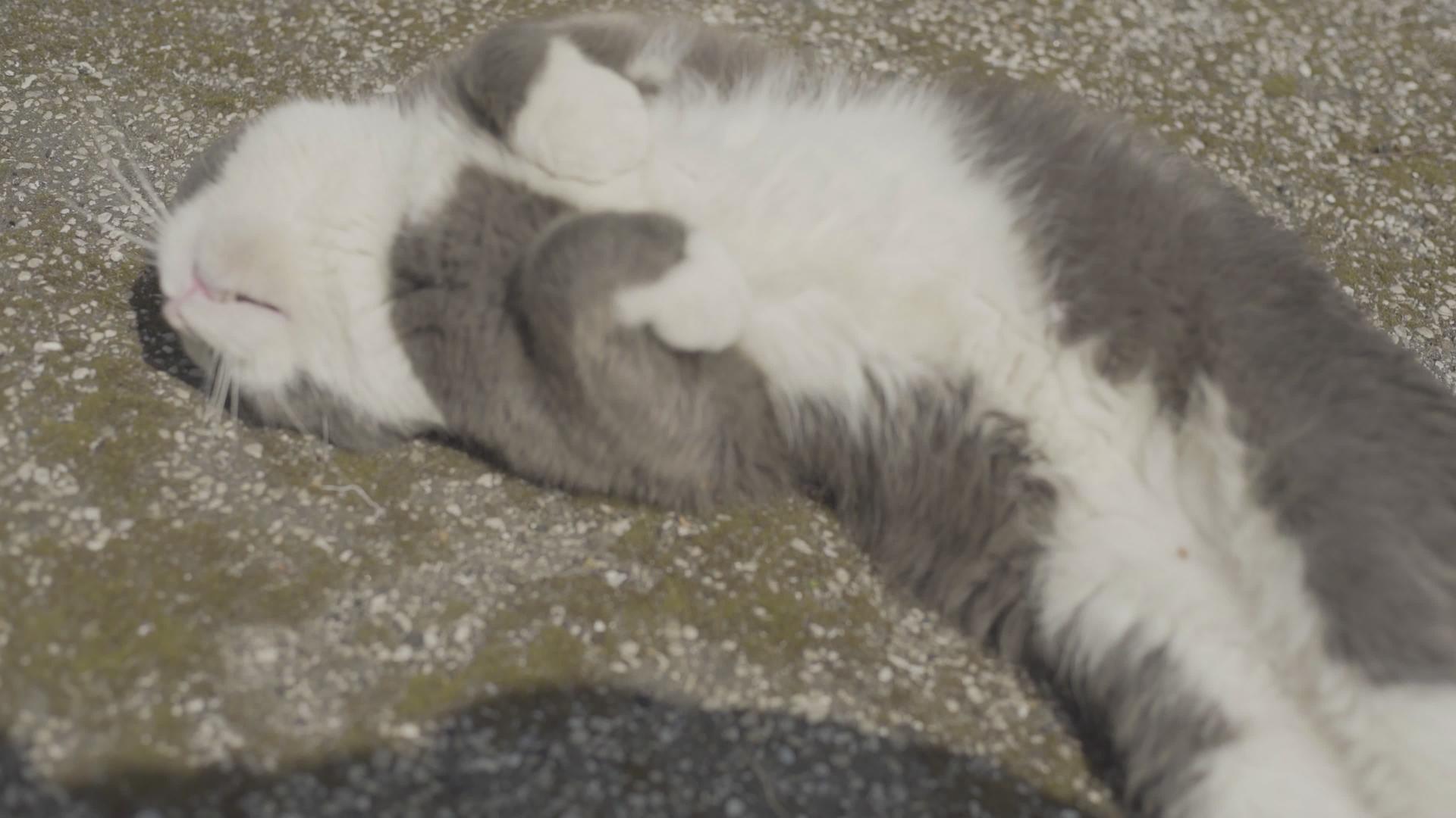 猫在地上滚动视频的预览图