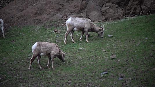 大角羊是北达科他州最稀有的大型野生动物视频的预览图