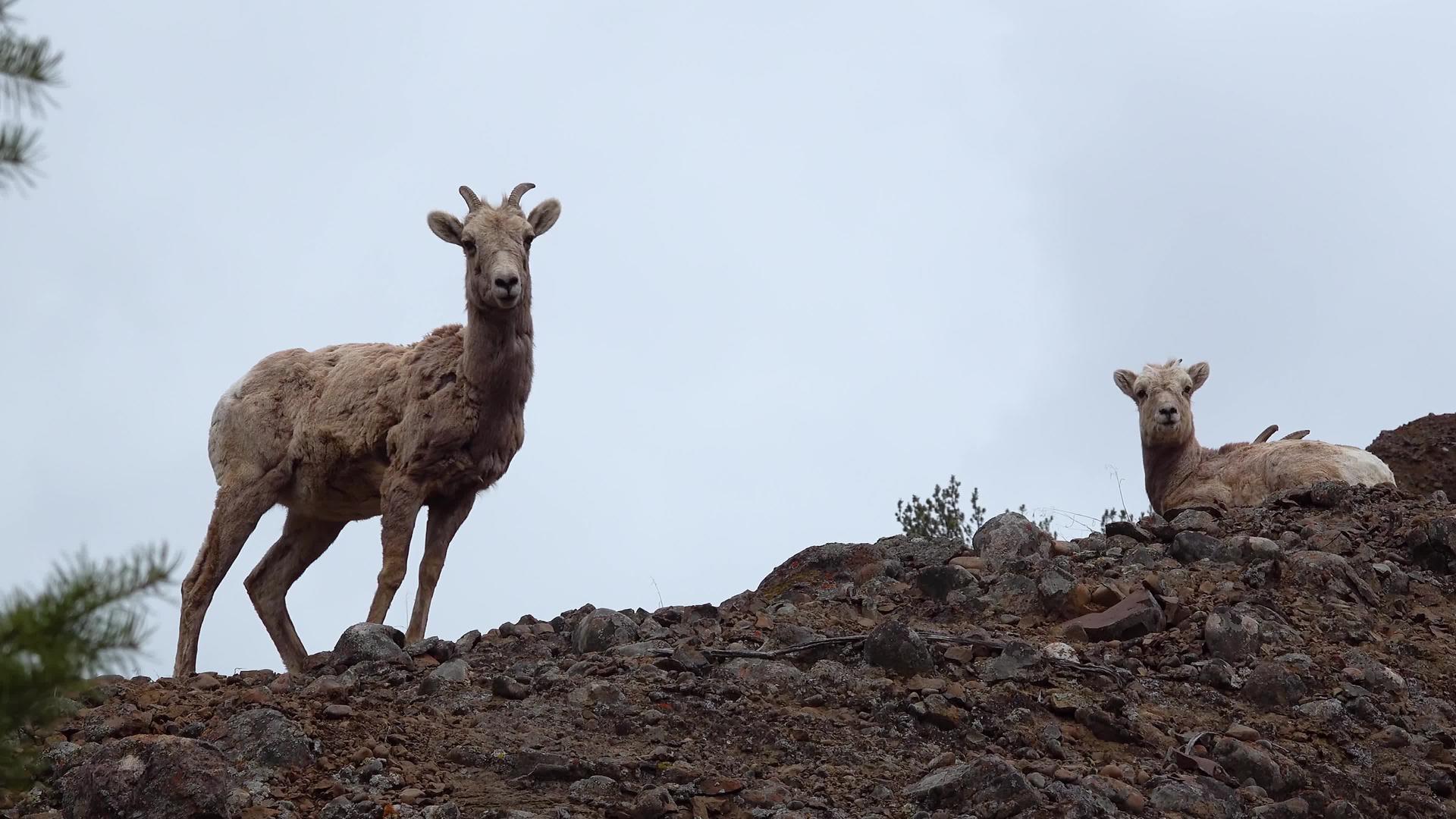 大角羊(其他金刚羊)在山坡、蒙大拿山和乌亚山a视频的预览图
