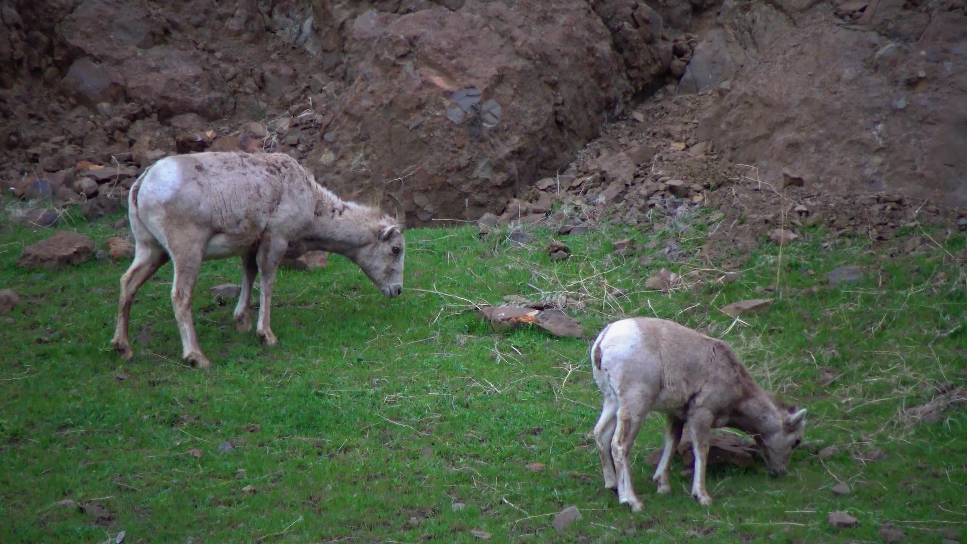 动物吃草大角羊(Oviscanadensis)它是北达科他州最稀有的大型野生动物视频的预览图
