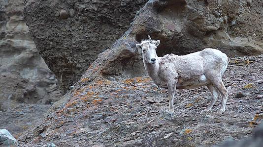 乌亚山丘上的大角羊视频的预览图