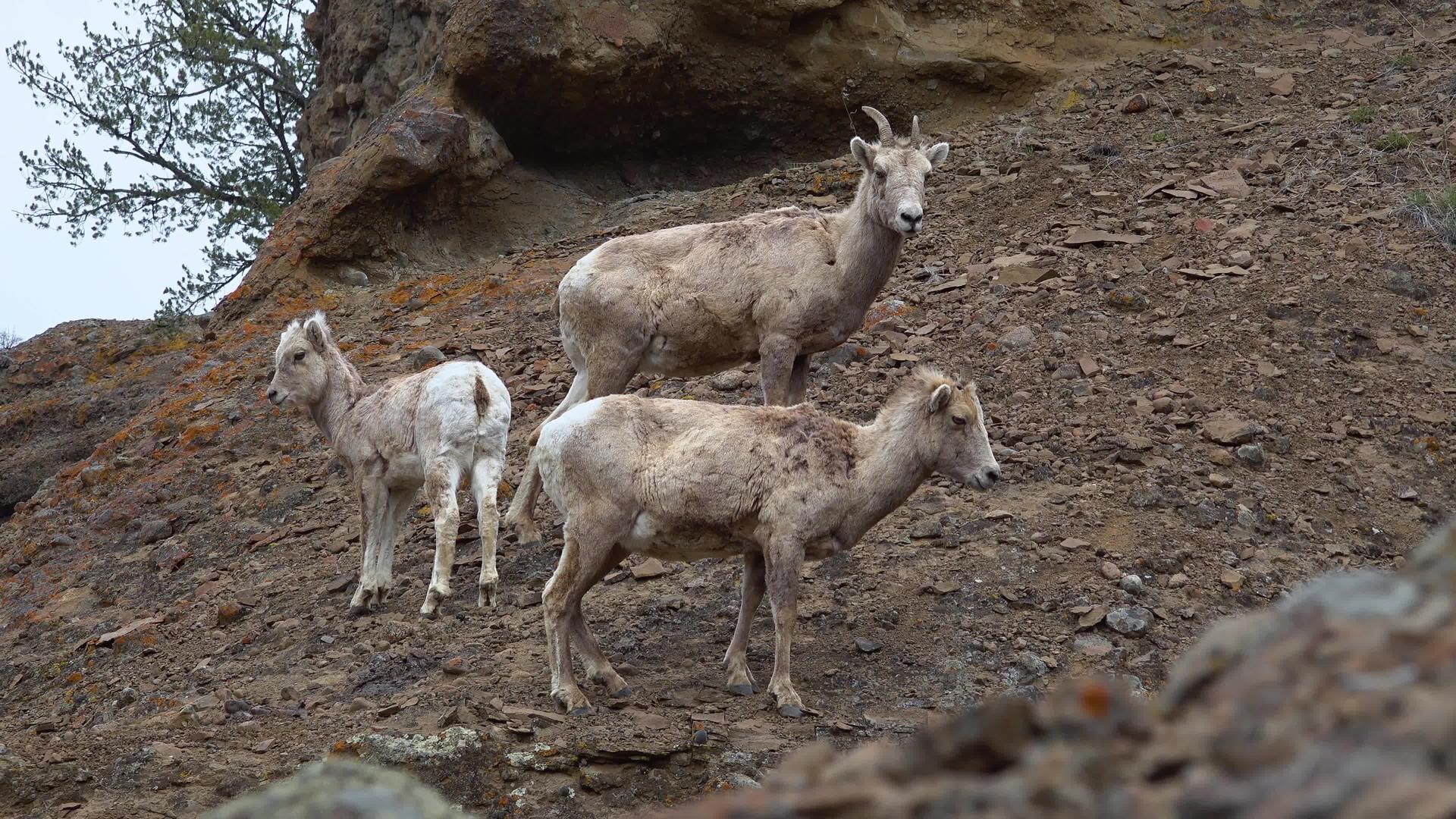 乌亚山丘上的大角羊视频的预览图